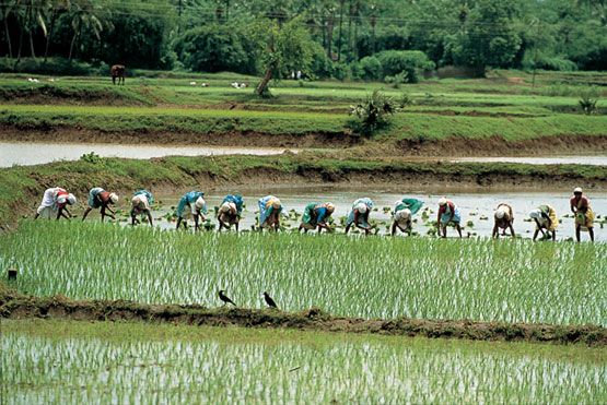 Plantación de Arroz en Kerala
